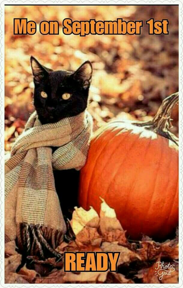 SumaronC's tweet image. It's the most wonderful time of the year

#Halloween #pumpkins #BlackCat