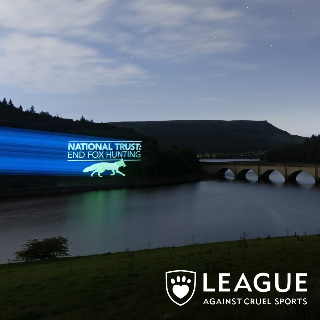 LeagueACS's tweet image. BREAKING: Voting opened today for National Trust members to help stop hunts using the trust’s land. If you’re a member, please consider voting for the motion to ban trail hunting, exempt hunting and hound exercise on the trust’s land. Visit: bit.ly/NTAGM_ #EndHunting