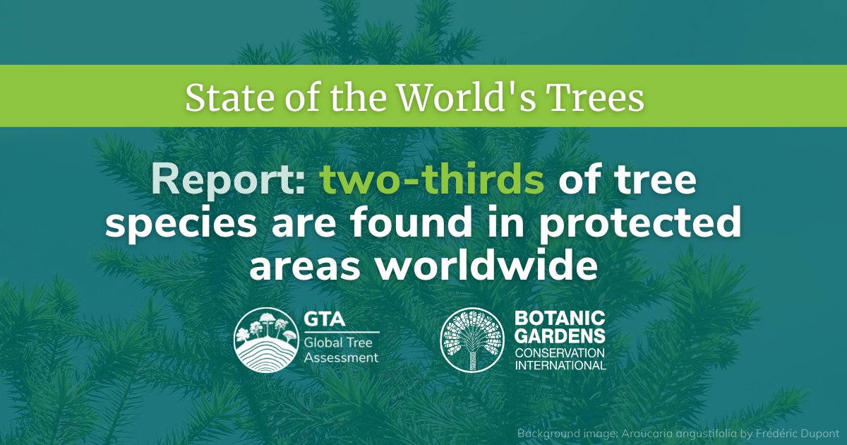 bgci's tweet image. The #StateOfTrees isn&apos;t all doom and gloom:  The more we protect landscapes, the more we protect the tree species within them! #WeNeedTrees #RightTreeRightPlace

Learn more: bgci.org/stateoftrees