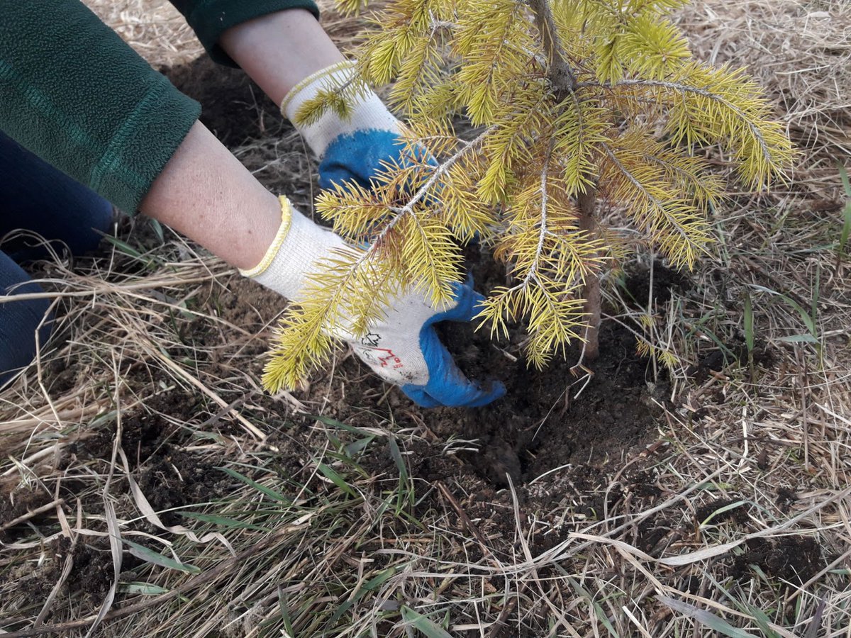 CityofEdmonton's tweet photo. With autumn fast approaching, this is a great time of year to plant your trees and shrubs! Consider choosing native plants since they are used to our climate and add beauty to your yard.
Learn more at https://t.co/yQ7vbL0c5y #nativeplants #RootForTrees #yegnature https://t.co/azRq5UmogK