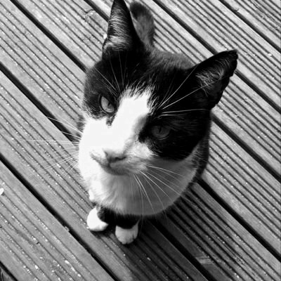 LecatSparky's tweet photo. Whichever higher plain you ended up on, happy birthday Sparky 💜

We all miss you very much.

#CatsOfTwitter #SuperSeniorCatsClub https://t.co/7aTqG8g3my