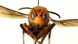 ScottHech's tweet photo. Murder hornets sound scary, but are nowhere near as terrifying and deadly as police unions. https://t.co/6AZQvjXCEa