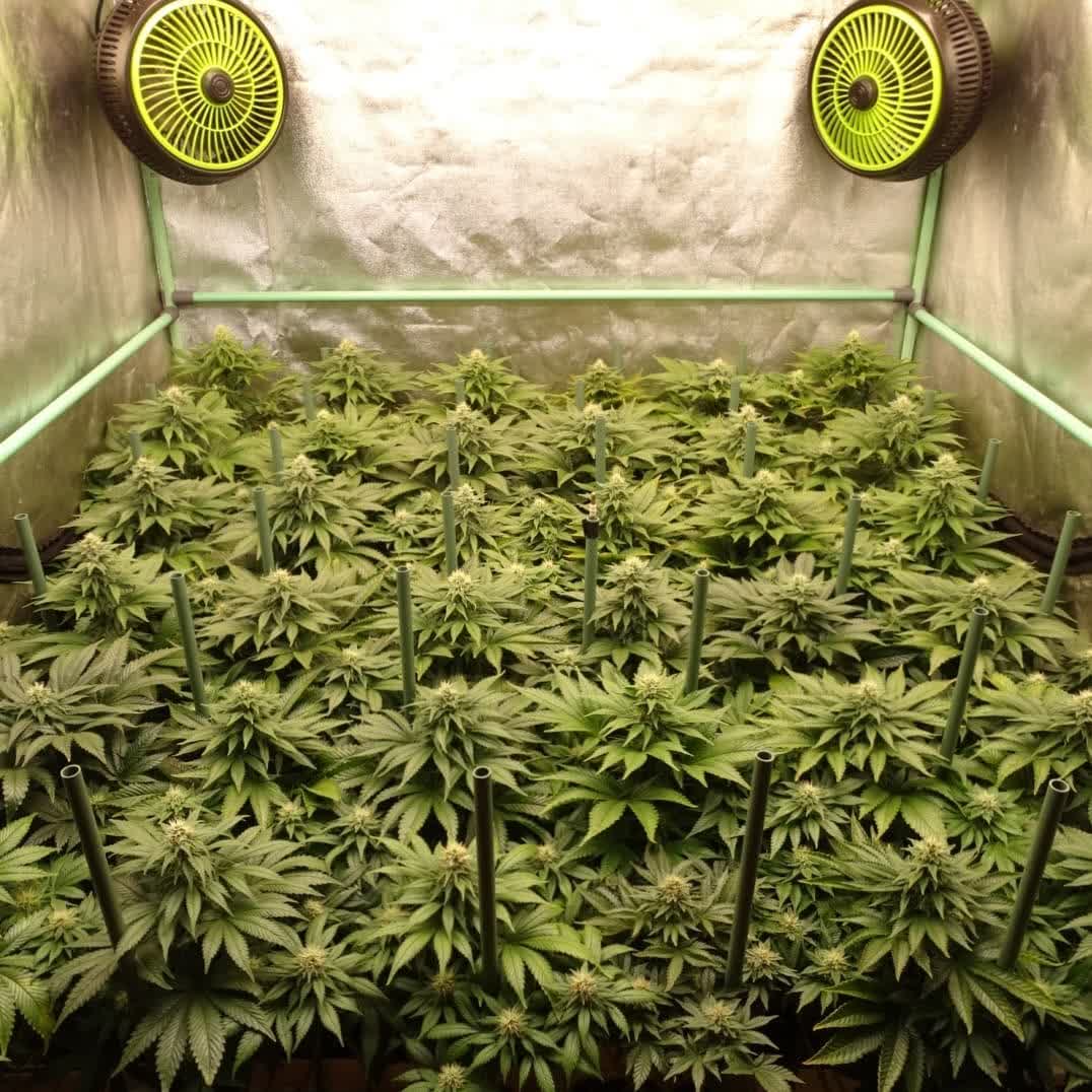 spliffseeds's tweet image. Day 36 since the 12/12 change of the 36 #purpleberrykush girls in 120x120 space 5.8 liter pots, fed with @groteknutrients and illuminated with #quantumboards 🇨🇱🍁
📸:@leonweed10
🌷:#purpleberrykush
👨🌾:#spliffseeds
🌍:tinyurl.com/6w5k3s23