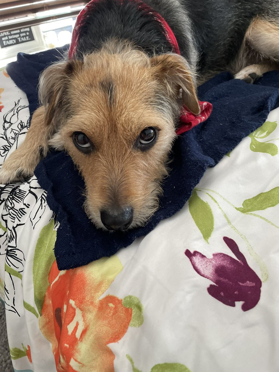 MODA_MiMi's tweet photo. Does any one know any other airline that is pet friendly? Cuz @AmericanAir is not anymore. Even paying the $250
Fee! The lady said he was to big. He’s 20pound OMG! I cried leaving him home alone. 
I heard @SouthwestAir is pet friendly?
#aa #southwestair https://t.co/mJsDT8G9Hz