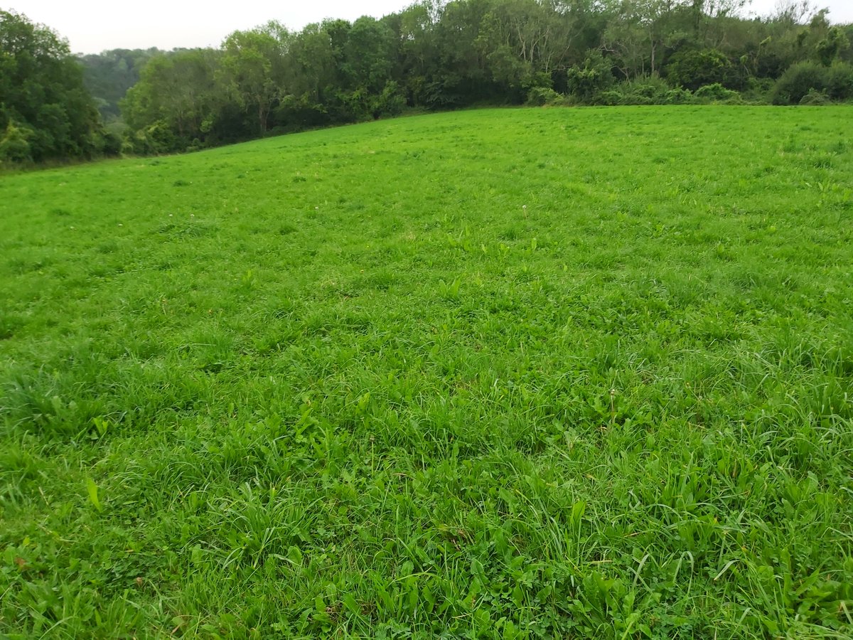 Bit of an experiment establishing herbal leys on two neighbouring fields. One was direct drilled after being used as standing hay. And the other was simba and seeded.
 Anyone with thoughts on min till in organic systems??....