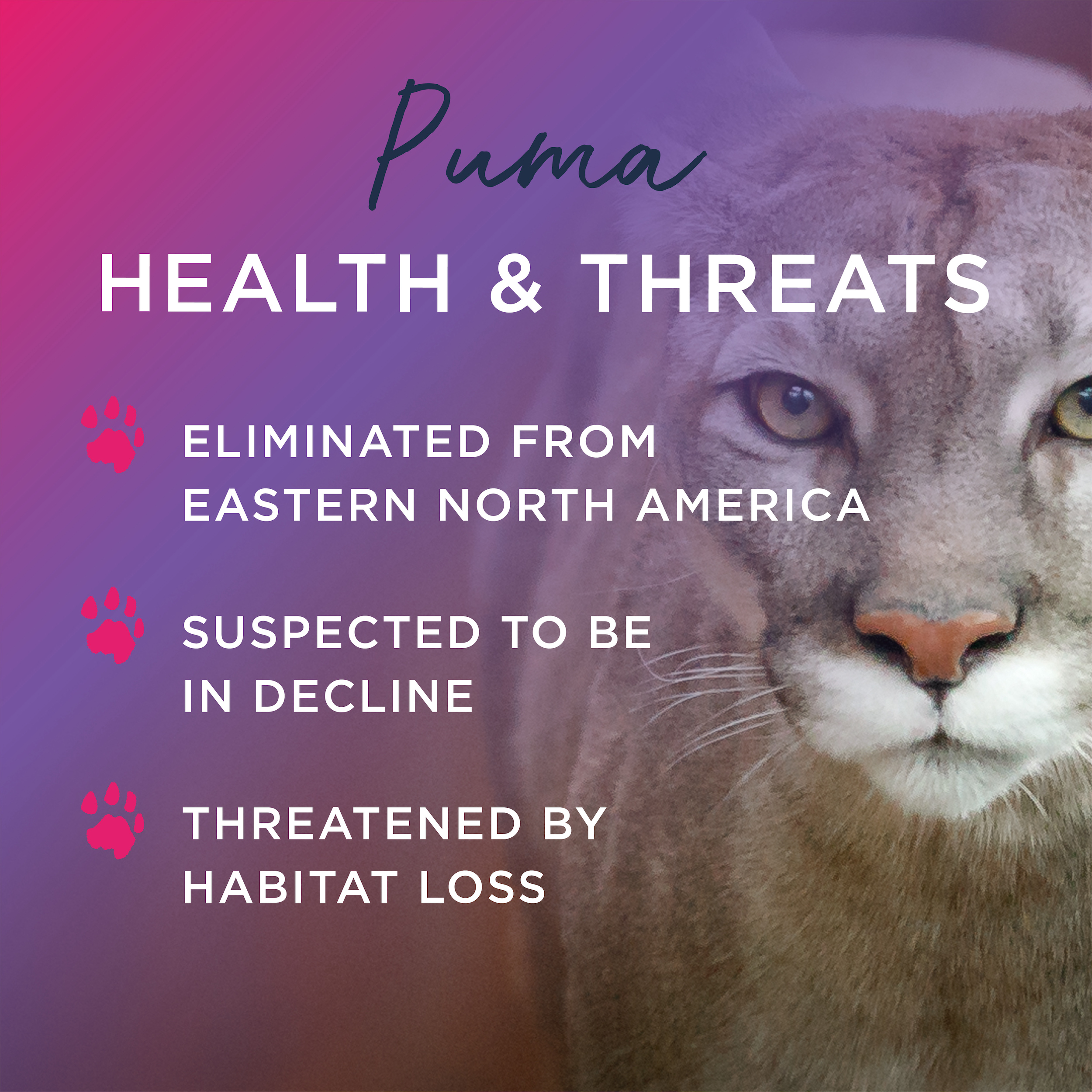 Catmosphere on X The puma is listed as a species of Least Concern by the IUCN Red List of Threatened Species. However the status of puma populations in Central and South America