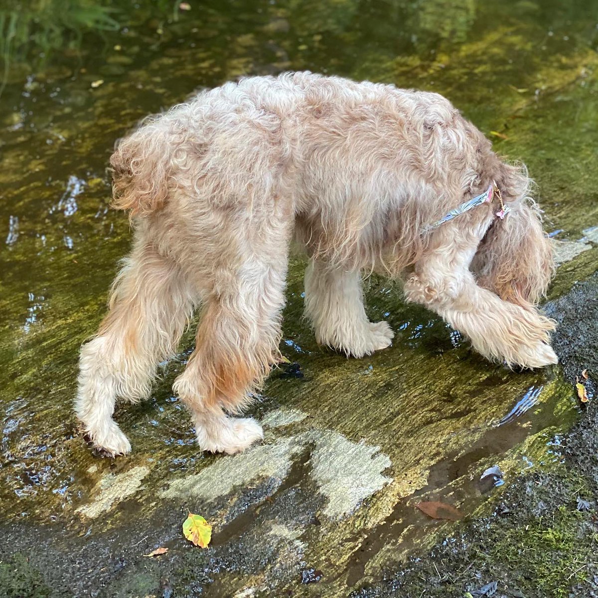 TopherBrophy's tweet image. She’s got beauty, brains and jokes.  A never ending supply of silliness &amp;amp; eternal optimism. I love my youngest daughter my than words… Tx for letting me brag about our biggest baby.  #dogsarefamily ❤️Topher.  P.S. what type animal do you think she resembles on the 2nd photo?
