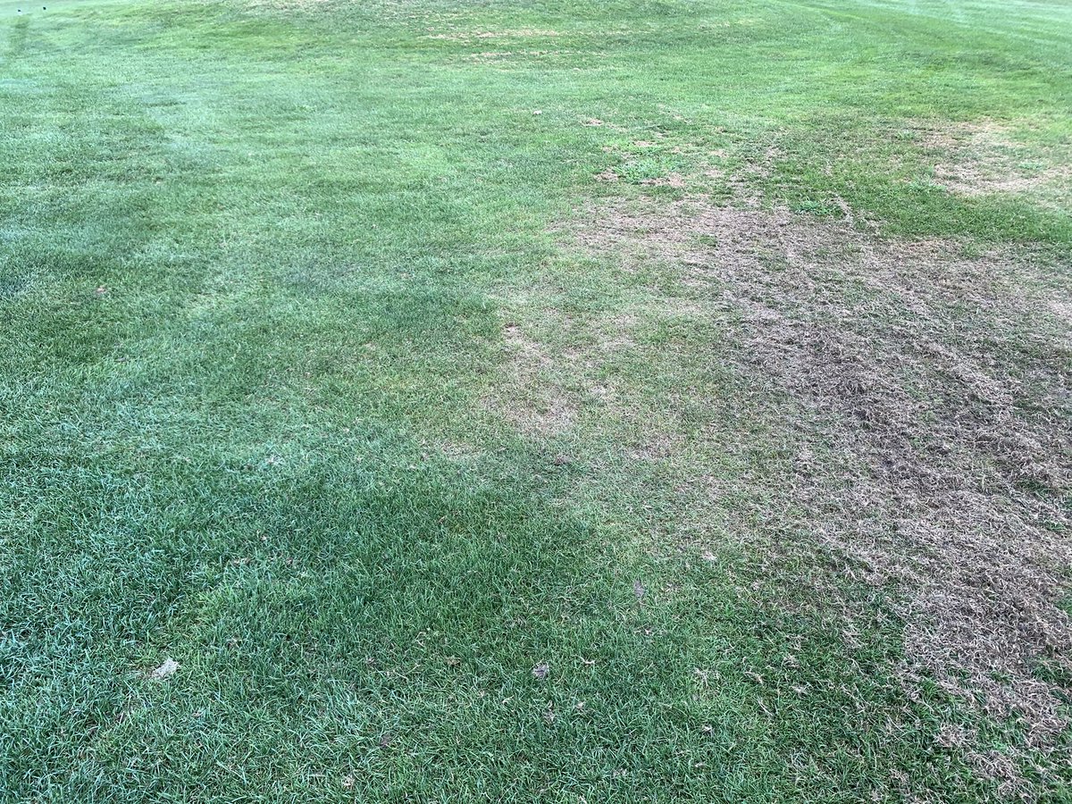Bayer Densicor stoping GLS dead in its tracks!              Peter ringed his fairways with 8.5oz/acre at Potowomet GC.
Stopped it From ruining the step cut everywhere, amazing results!
⁦<a href="/BayerGolf/">BayerGolf</a>⁩ ⁦<a href="/turffish84/">Peter Fish</a>⁩