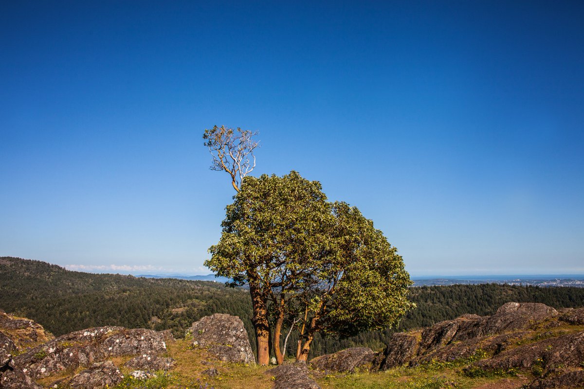 The Lone Tree Hill trailhead is 15 minutes from Westhills, takes about 1 hour to complete (roundtrip) and offers a 360-degree view from the top! #ExploreLangford #YYJ