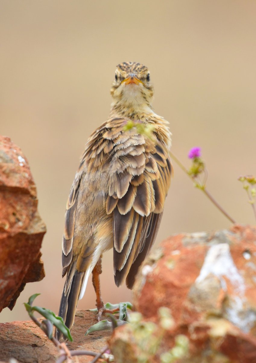 ShivaJmc12's tweet image. The #PaddyfieldPipit is a small passerine bird in the pipits and #wagtail family.

@pargaien #IndiAves #birding @NikonIndia @HassCho #ThePhotoHour @WildlifeMag #365DaysWild @AmazingNature00 #BirdsSeenIn2021 @Birdsgalery @ABCbirds #avibase #TwitterNatureCommunity @Natures_Voice