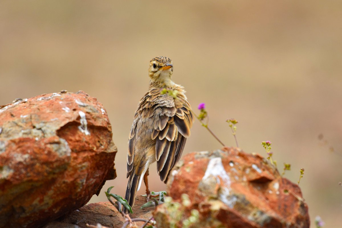 ShivaJmc12's tweet image. The #PaddyfieldPipit is a small passerine bird in the pipits and #wagtail family.

@pargaien #IndiAves #birding @NikonIndia @HassCho #ThePhotoHour @WildlifeMag #365DaysWild @AmazingNature00 #BirdsSeenIn2021 @Birdsgalery @ABCbirds #avibase #TwitterNatureCommunity @Natures_Voice