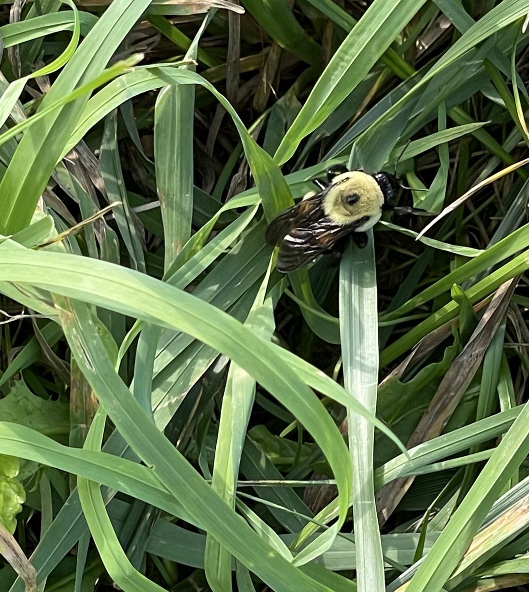 Success! Was able to visually relocate this lady THREE TIMES over 2 days as she flew around a prairie at ISU horticulture research station this weekend!! #research #pollinators #homerun #success #proofofconcept #preliminarydata