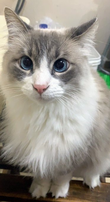 𝗠𝗼𝗿𝗻𝗶𝗻𝗴 ☼ https://t.co/POZ9xB0Ghm<a href="/tag/neon"class="tags"><span>#neon</span></a><a href="/tag/inkedgirl"class="tags"><span>#inkedgirl</span></a><a href="/tag/pennyunicorn"class="tags"><span>#pennyunicorn</span></a><a href="/tag/neonvixenstar"class="tags"><span>#neonvixenstar</span></a>