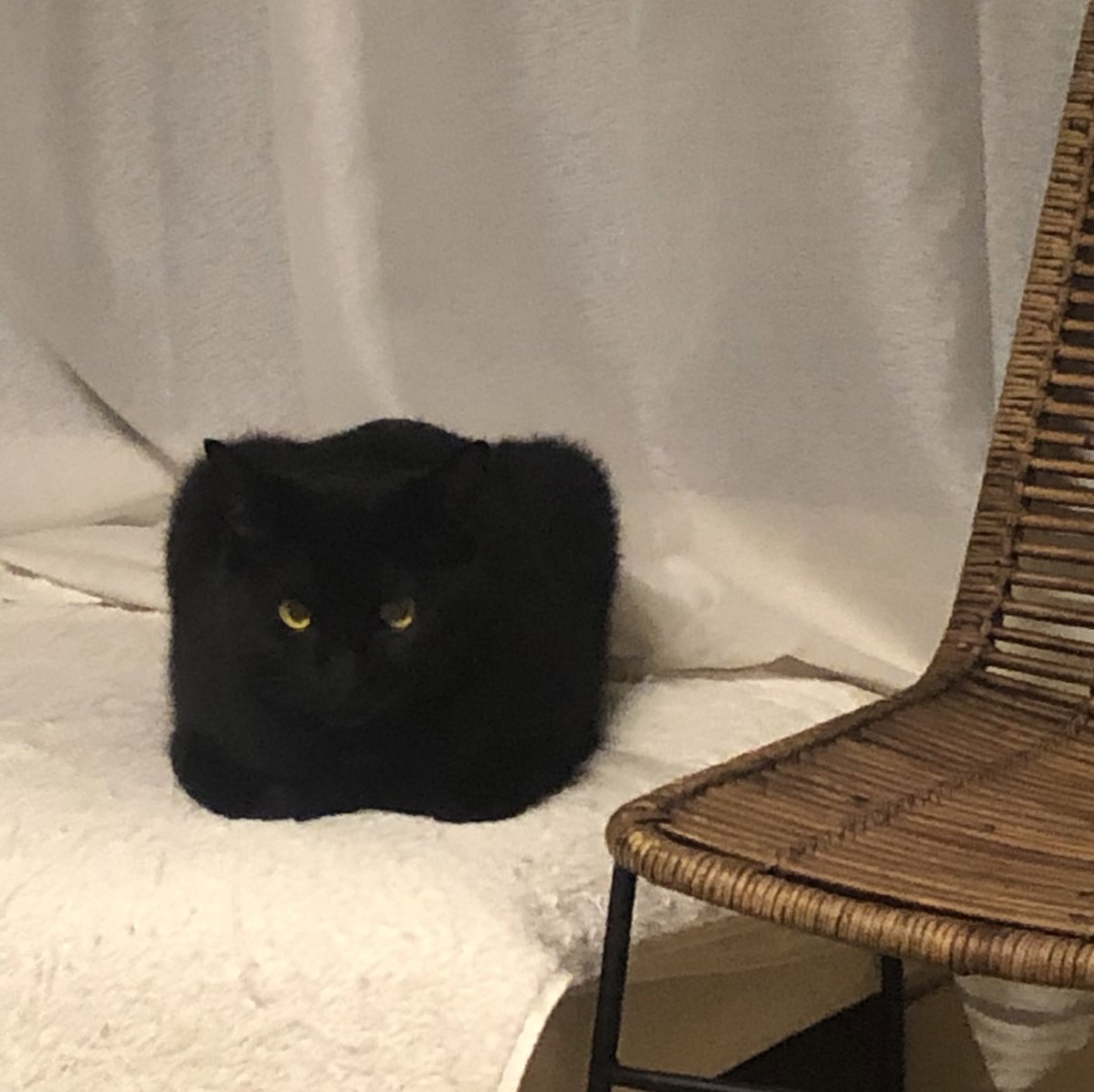 完全に になっている黒猫さんの画像がこちら 各家庭の四角い猫さんたちが集まる Togetter 完全に になっている黒猫さんの画像がこちら 各家庭の四角い猫さんたちが集まる Togetter
