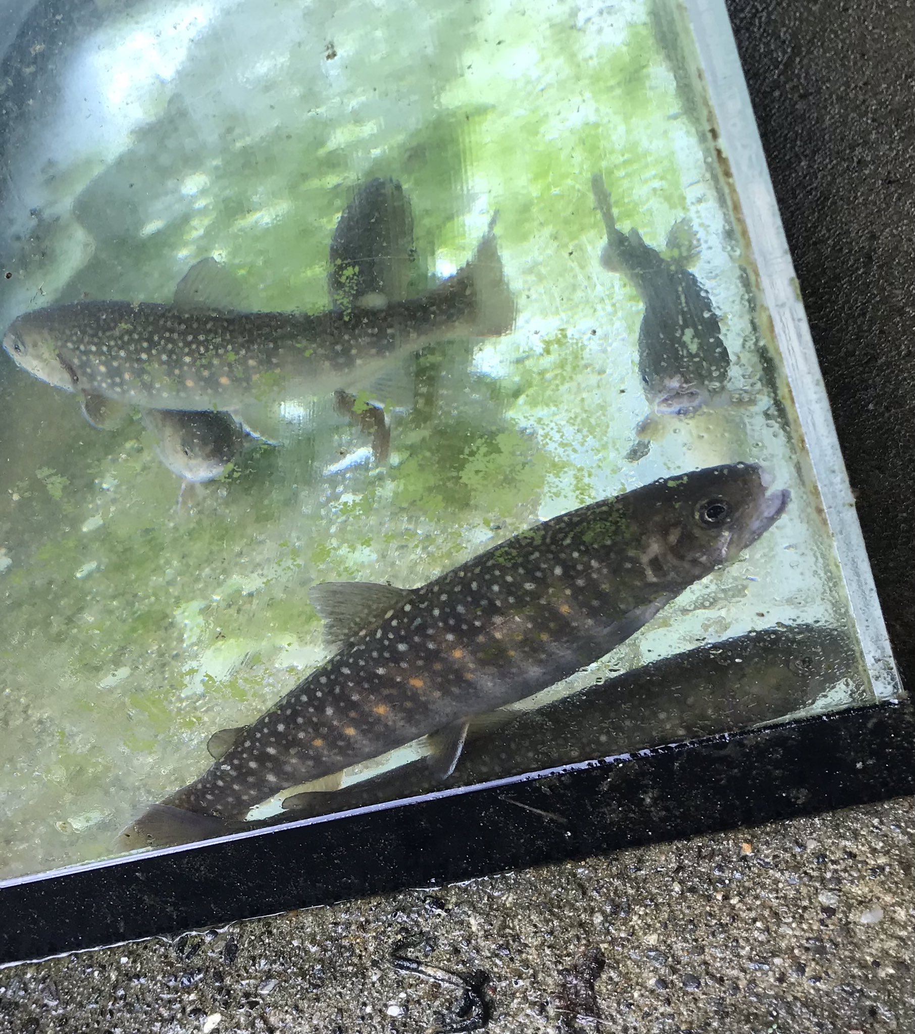 山の岩魚やさん Iwanayasan Twitter