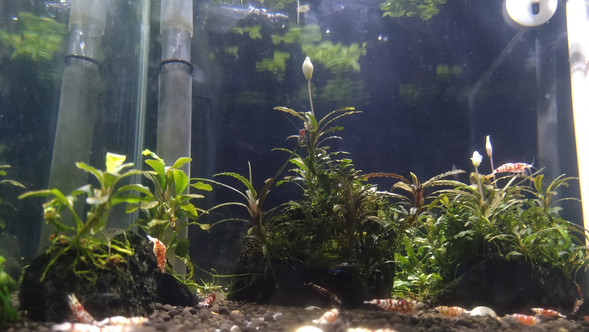 林友博 水草では珍しい花を咲かせる ブセファランドラ からの開花 咲いてもすぐに散ってしまうけど そこが儚くも美しいのです はい T Co Eyui8ciohg Twitter