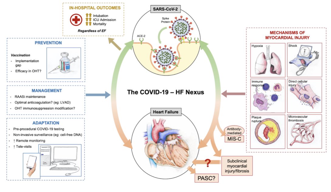 Anu Lala-Trindade (@dranulala) on Twitter photo 🙏🏽🙌🏽 to put forth 👇🏽 <a href="/HFSA/">HFSA</a> Scientific Statement on the Nexus of #COVID19 & #HeartFunctionNotFailure w/ALL ⭐️ multidisciplinary team led by <a href="/ankeetbhatt/">Ankeet S. Bhatt, MD, MBA</a> & including #ID expert ⭐️<a href="/BhadeliaMD/">Dr. Nahid Bhadelia</a>, #CTS, #Pharmacy, #Nursing, & #AHFTC #ACCFIT. 👇🏽 check out visuals by <a href="/AshishCorrea/">Ashish Correa</a> !! 🙏🏽🙌🏽 to put forth 👇🏽 <a href="/HFSA/">HFSA</a> Scientific Statement on the Nexus of #COVID19 & #HeartFunctionNotFailure w/ALL ⭐️ multidisciplinary team led by <a href="/ankeetbhatt/">Ankeet S. Bhatt, MD, MBA</a> & including #ID expert ⭐️<a href="/BhadeliaMD/">Dr. Nahid Bhadelia</a>, #CTS, #Pharmacy, #Nursing, & #AHFTC #ACCFIT. 👇🏽 check out visuals by <a href="/AshishCorrea/">Ashish Correa</a> !!