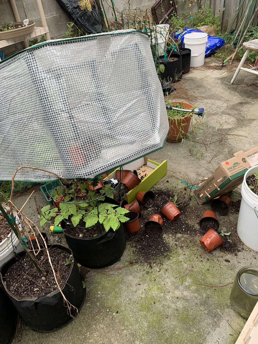 PlantSaga's tweet photo. https://t.co/c9KmdXpMrQ