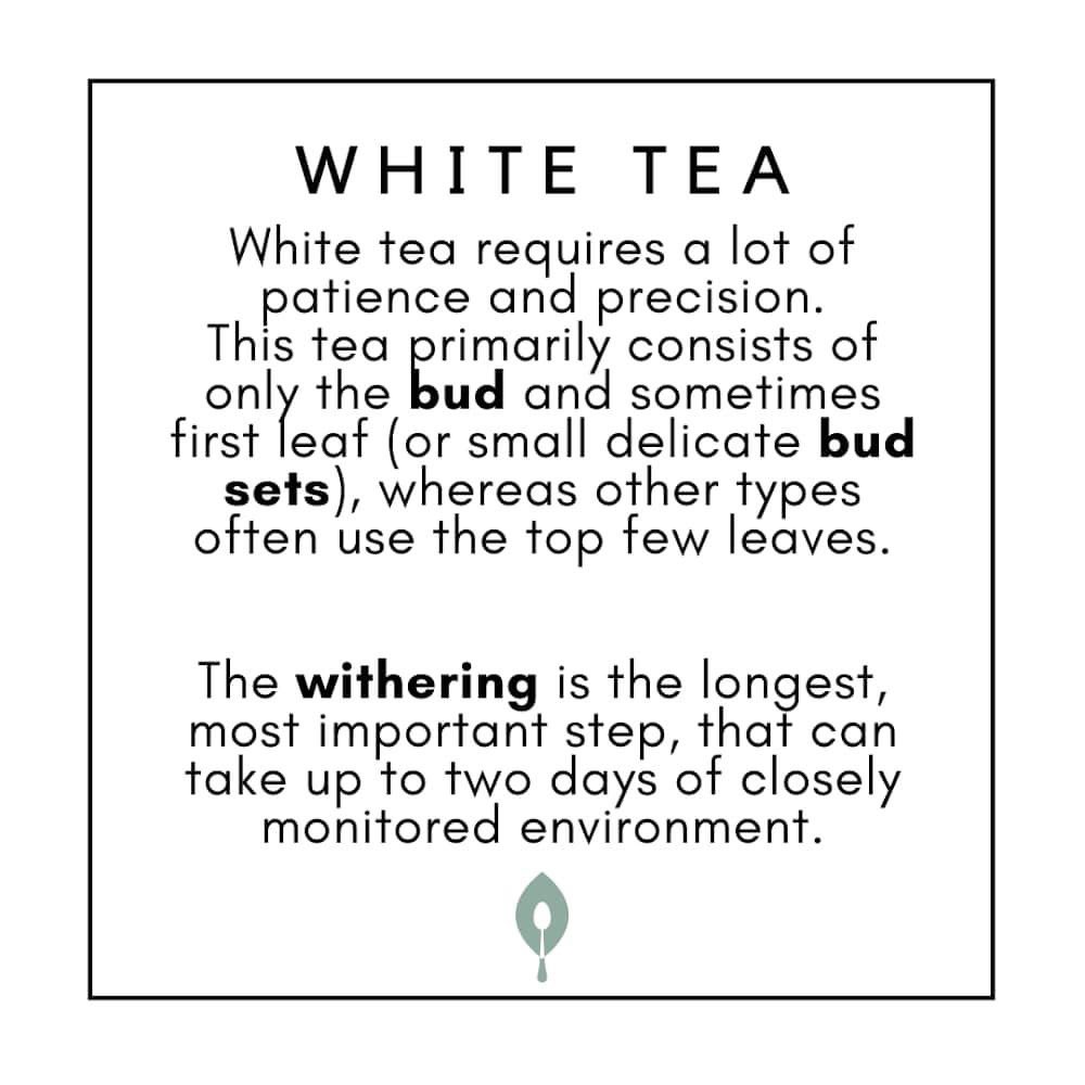 One plant, different tea making processes 🌱🍵

#teamaking #tea #Camelliasinensis 
#bestofjersey #britishtea #cha #jerseyfinetea #jerseygrowntea #greentea #blacktea #whitetea #jerseytea #loosetea #looseleaftea
#teaplucking #teagrowing 
#tealover #teaprocess
