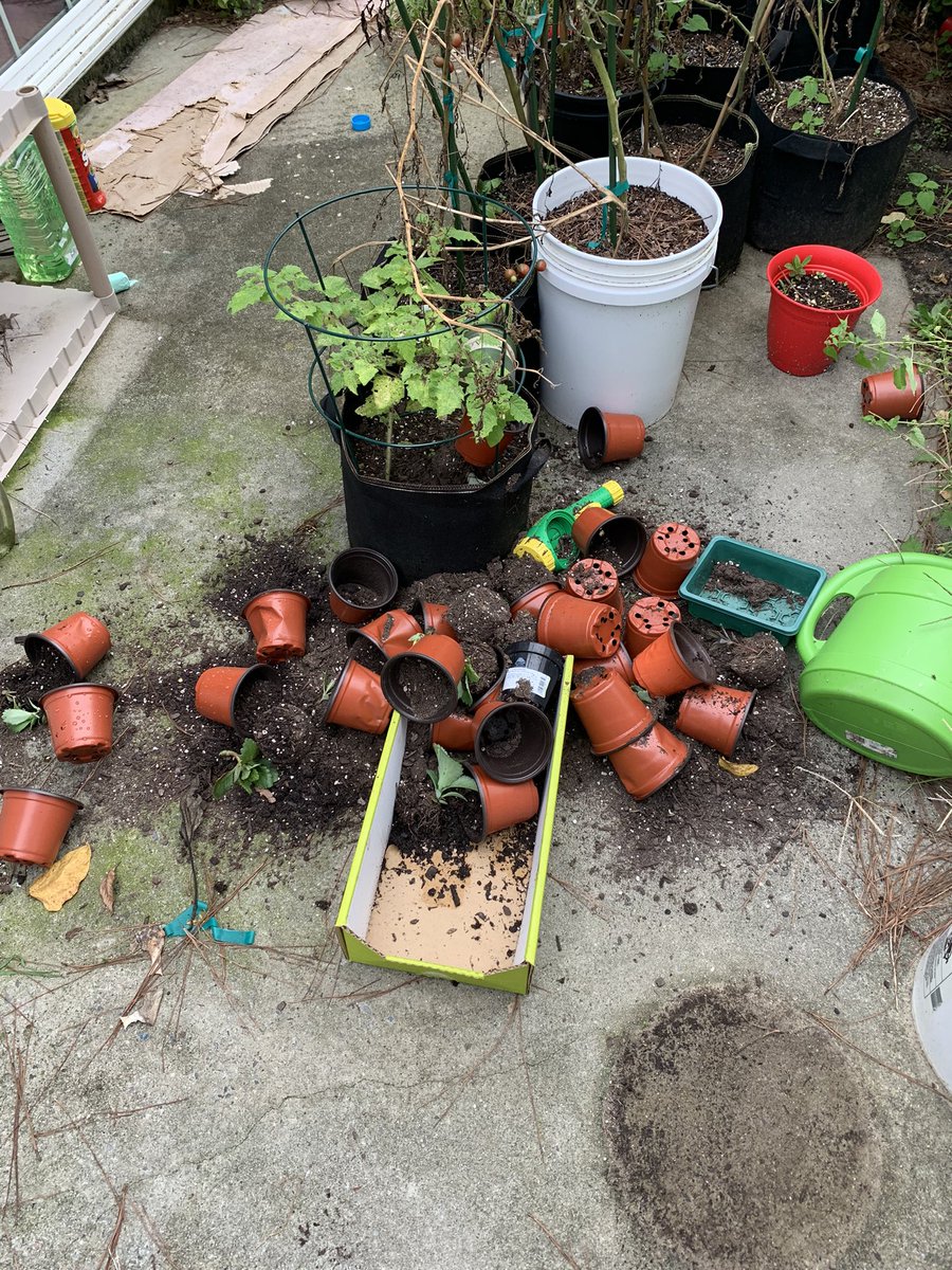 PlantSaga's tweet photo. Disaster struck my home yesterday as the storm came through and took out my green house 😱 and after I had just spent the weekend repotting all the #succulents for the holiday bazar. I did my best to save them but only time will tell if they pull through. #garden #plants https://t.co/c9BQnKkMIK