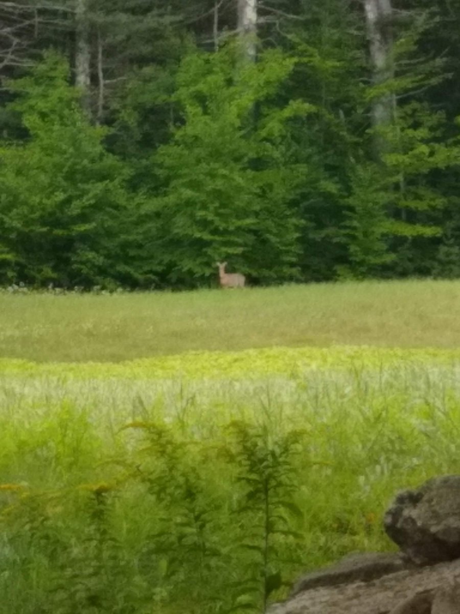 Will Millie give chase?