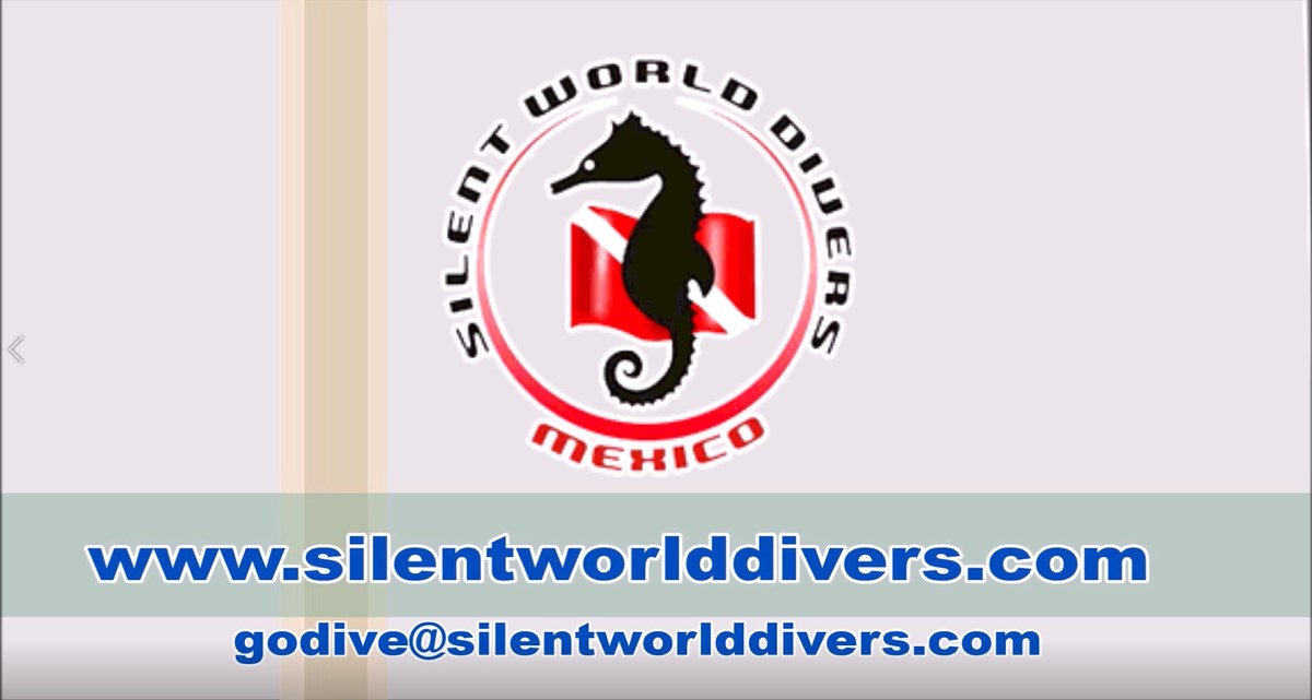 Lets Talk All About Scuba Diving silentworlddivers.com/lets-talk-all-… #scuba #scubadiving #PADI #DIVESSI #scubatravel #PuertoVallarta #RivieraNayarit #NuevoVallarta #Bucerias #PuntaMita #SanPancho #Sayulita #Guayabitos #retirement #babyboomers #tourism #uwphoto #paditv