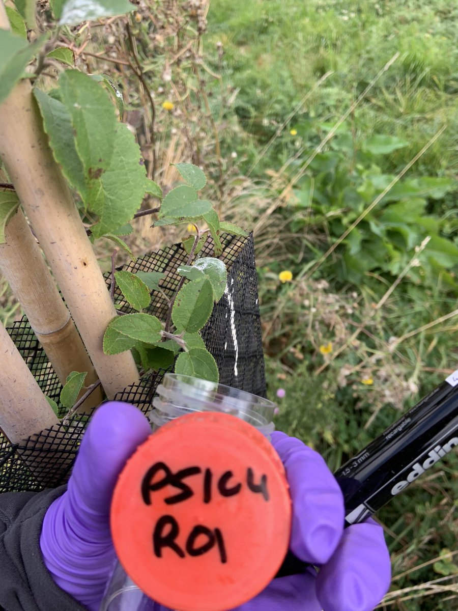 CornilleAmand's tweet image. Sampling for the anr project 🤟🤩🤩🤩and watering the edge of the wild apple orchard @PommierVerger😀😀😀! #research #multitasks @IdeevL @CNRSIdFSud @INRAE_IDF @AgroParisTech @ParisSaclay @aeviledefrance @ParisSaclayPro @TerreCit @EU_Commission @lemoulon #leader