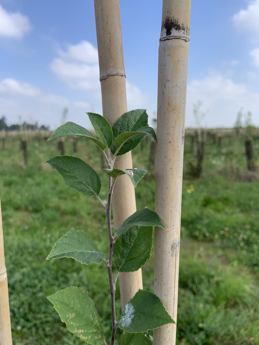 CornilleAmand's tweet image. Sampling for the anr project 🤟🤩🤩🤩and watering the edge of the wild apple orchard @PommierVerger😀😀😀! #research #multitasks @IdeevL @CNRSIdFSud @INRAE_IDF @AgroParisTech @ParisSaclay @aeviledefrance @ParisSaclayPro @TerreCit @EU_Commission @lemoulon #leader