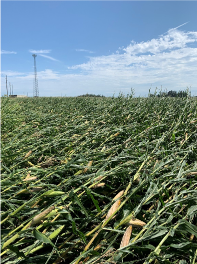 ISUDigitalAg's tweet image. With recent storms damaging crop in some parts of Iowa, our tips on harvesting downed corn after last year's derecho may be helpful again. See our links with updates on current conditions here: ➡️ tinyurl.com/mwv6h3fr Photo near Plainfield, IA from @jjmichel_crops