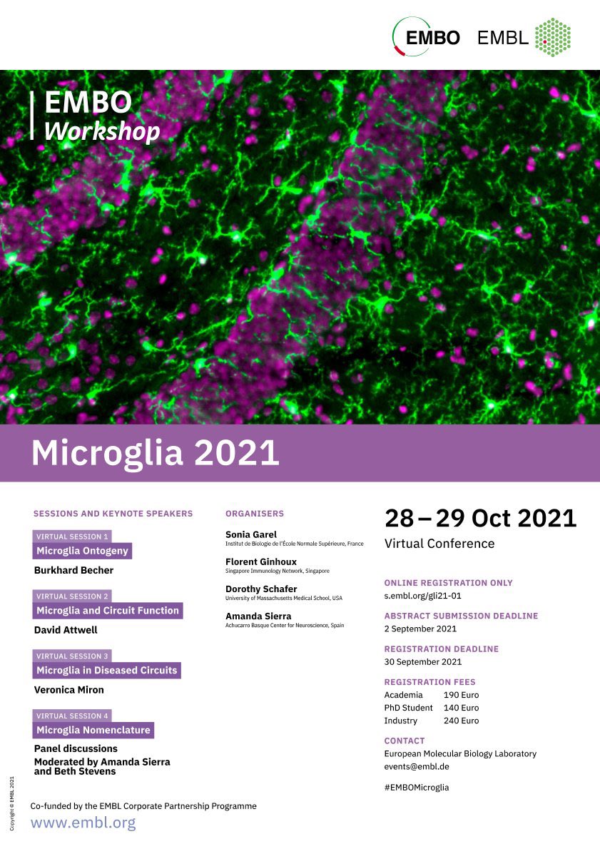 Extended Deadline for the virtual Microglia 2021 EMBO workshop Oct 28-29 #EMBOMicroglia. Many opportunities for trainee talks as well as talks from @burkhard_becher @MironLab @SierraLabAch @stevens1lab and David Attwell. Registrations closes soon.