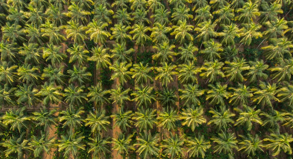 Kera in Malayalam means coconut. So is it any wonder that this land is called Kerala or the Land of Coconuts? #WorldCoconutDay