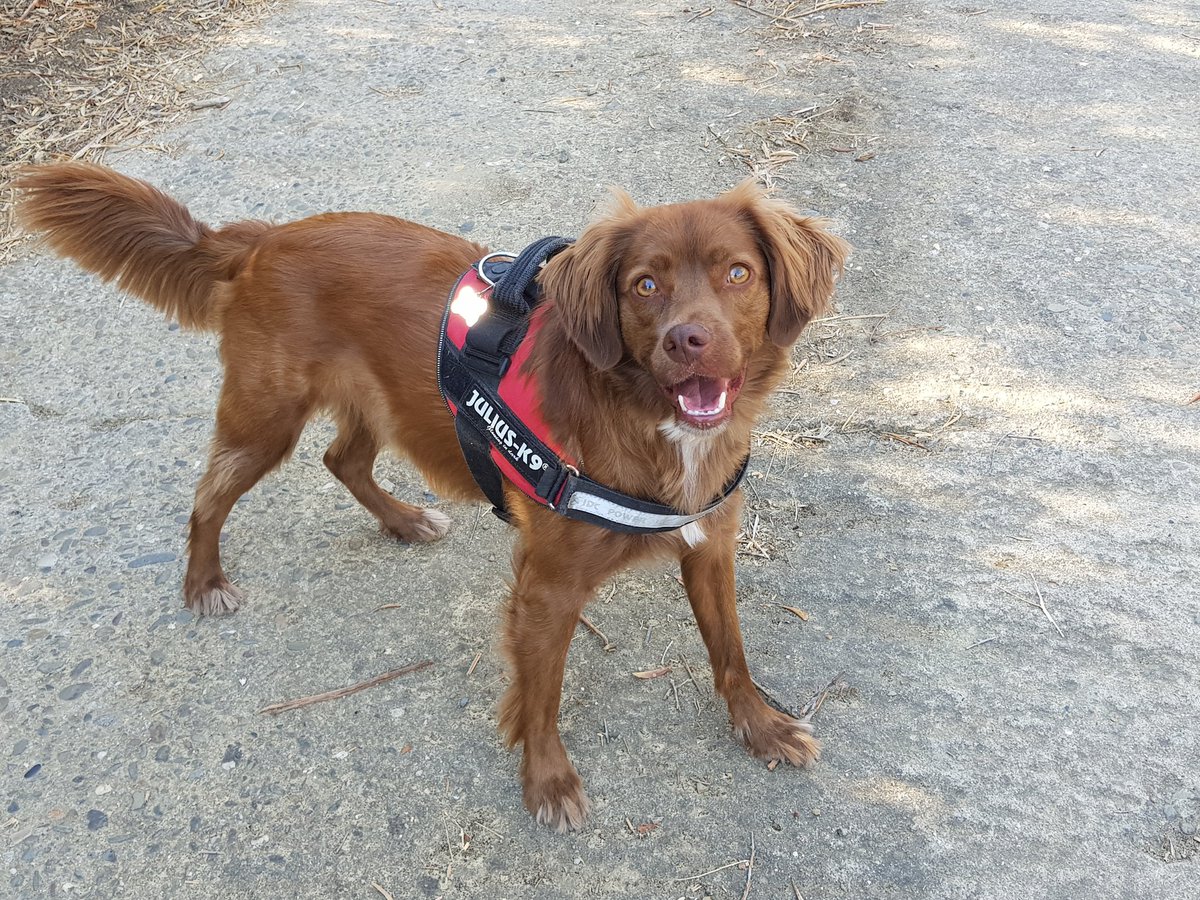 Javierfrls's tweet image. El peque disfrutando como siempre 😍🐶 #RobledilloDeGata #EscapadaRural