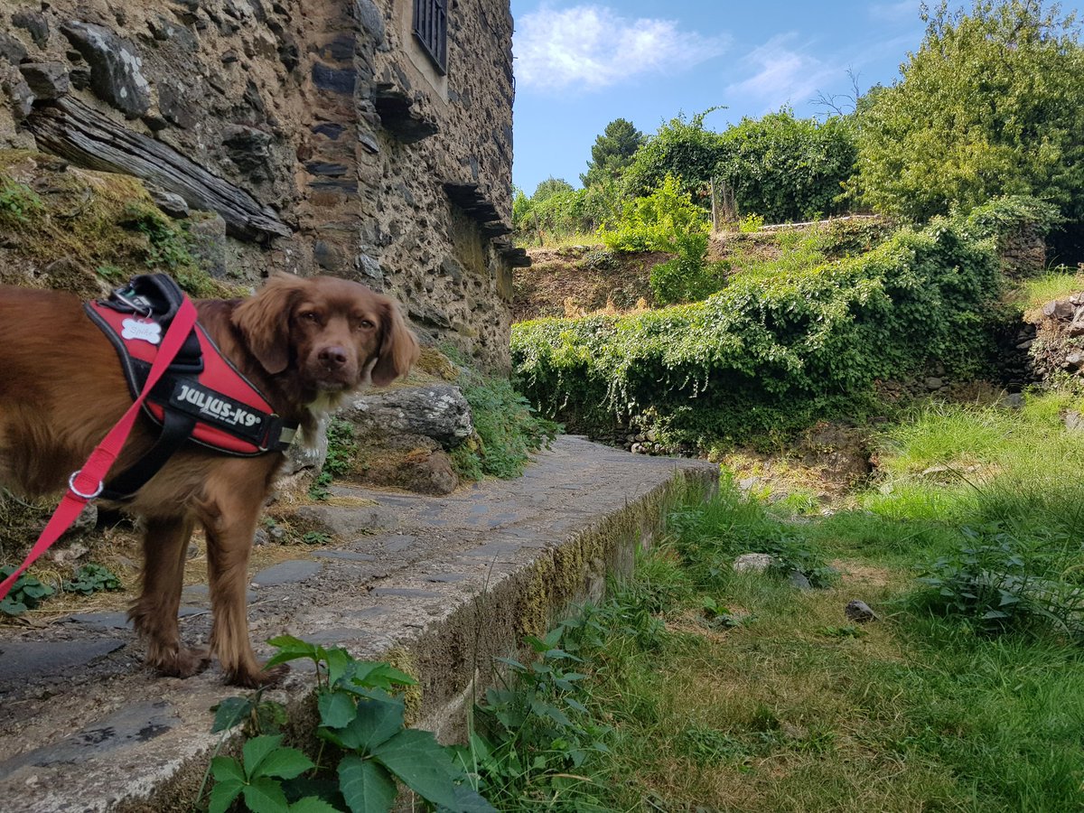 Javierfrls's tweet image. El peque disfrutando como siempre 😍🐶 #RobledilloDeGata #EscapadaRural