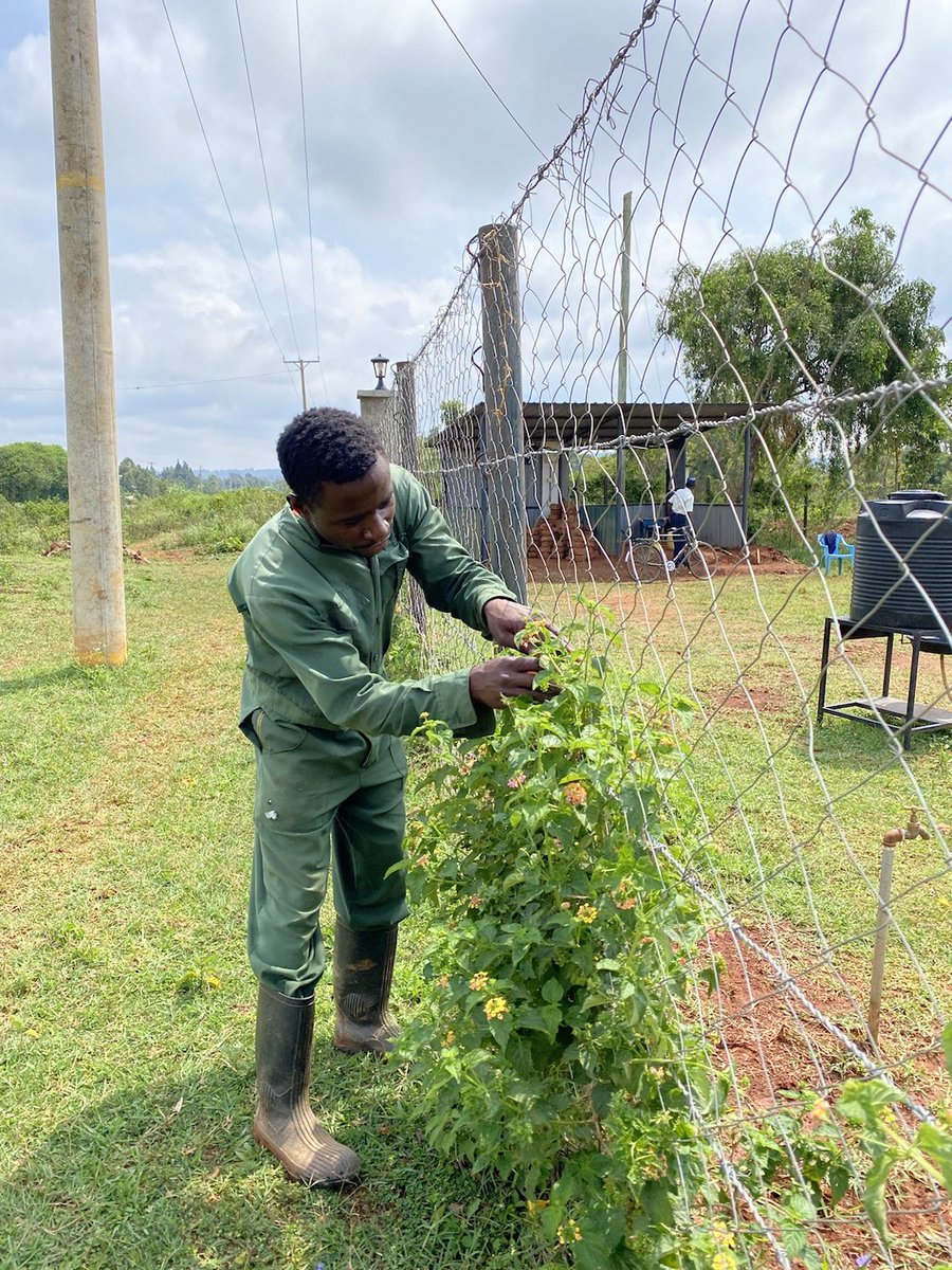 sauti_kuu's tweet photo. Today Fred was weaving Latana along the fence at the RTL Children’s Learning Center. Fred takes care of all the landscaping at that site making sure we have a beautiful space for our beneficiaries! 

@aumaobama

#lanscaping #farmingiscool #sustainable #aumaobama https://t.co/17Lb7eeQLp
