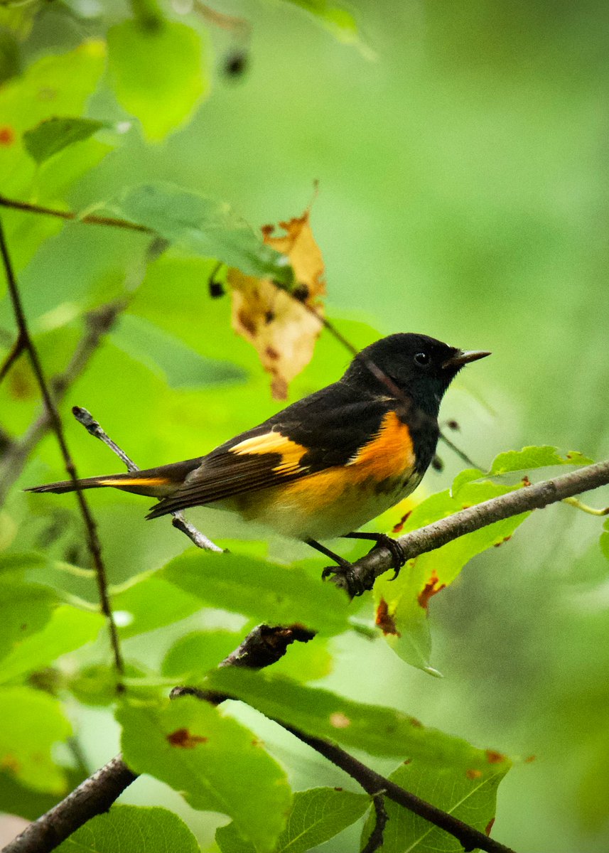 #AmericanRedstart sheltering from warm drizzle at Azalea Pond in The Ramble @CentralParkNYC