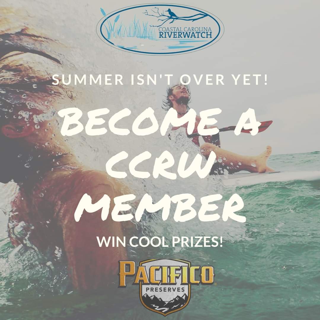 CCRiverwatch's tweet photo. September may have arrived, but summer isn't over yet! Become a #ccrw member and enter to win a @pacificobeer cooler! 😎 💦 #pacificopreserves #cheerstocleanwater #crystalcoast #cleanwaternc #keepourwaterwaysclean https://t.co/UFwvS4AWy6