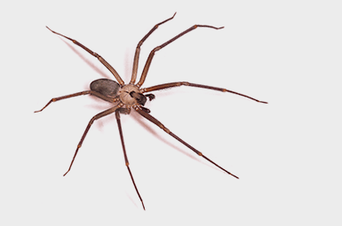 PestExpertLtd's tweet photo. If you think we have spider problems in the U.K this is the Brown Recluse Spider native to the United States, unlikely to bite when it does the bite can cause, nausea, vomiting, fever, rashes, and muscle and joint pain. https://t.co/jji9zg5G5H