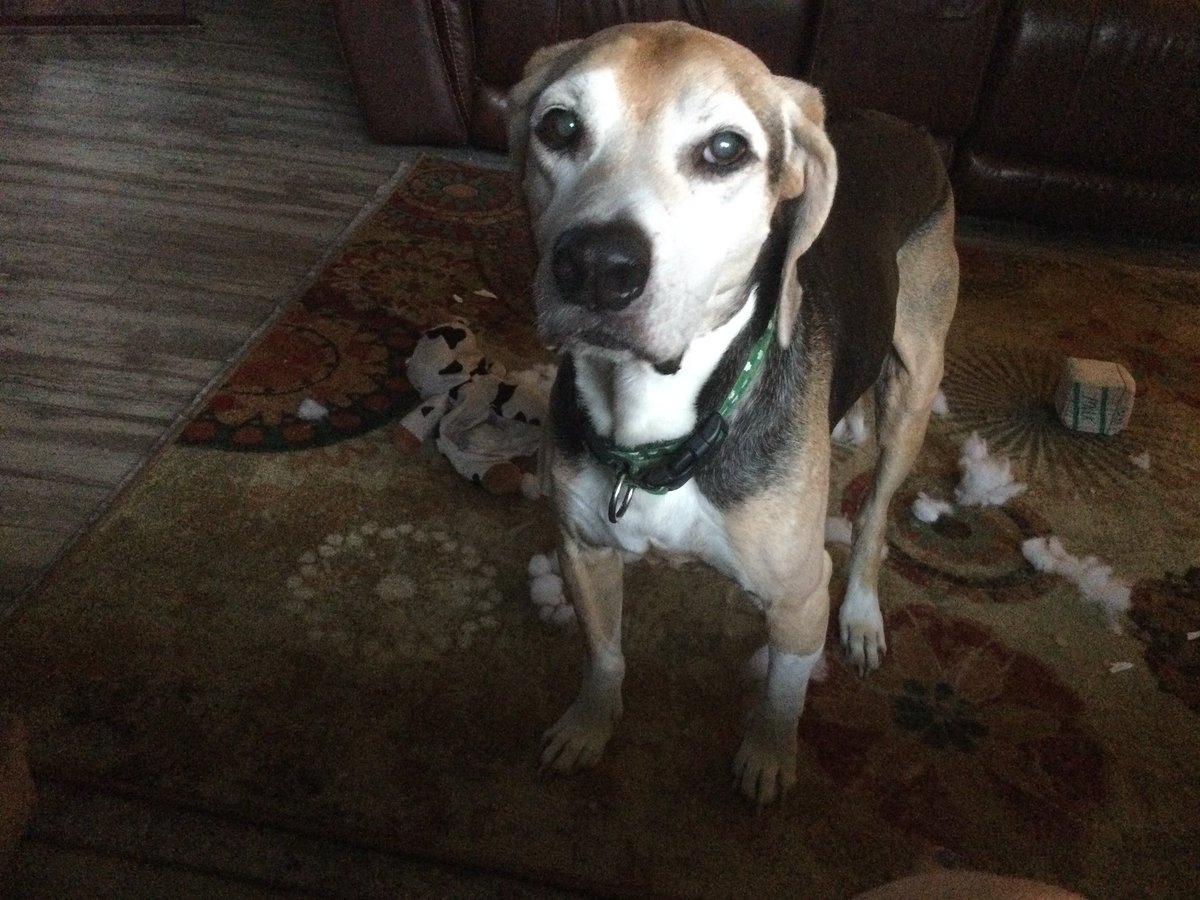kip2malu's tweet photo. The saying goes, embrace things that bring you joy. Austin brings me joy, but I can’t bring him to the office. Luckily, my new shirt solves that problem. 🙌🏼 #AustinDog #Beagles @beaglefacts #dogsoftwitter https://t.co/OEIYvMxEMt