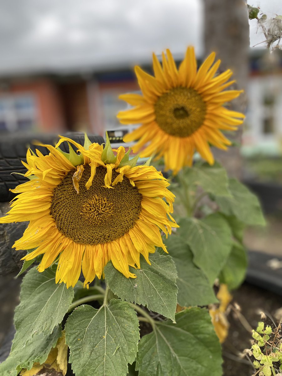 mrshiller2's tweet photo. Really looking forward to seeing you all arrive tomorrow, ready for reception class. Look what has appeared in our outdoor area to welcome you back…
@YsgolMaesglas https://t.co/7OyNt7s8NK