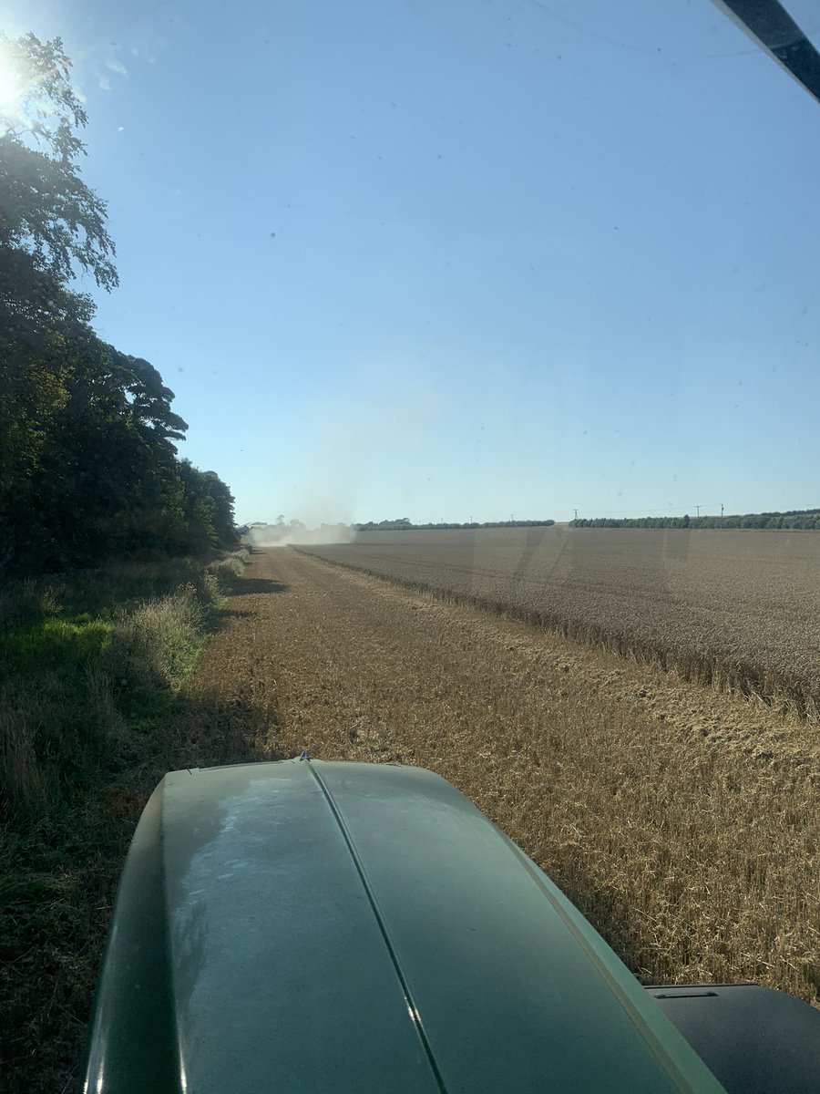 agsuttie_7's tweet photo. Seeking refuge in the shade.. 🥵 last push for #Harvest2021 #scottishfarming https://t.co/l24JG240O4
