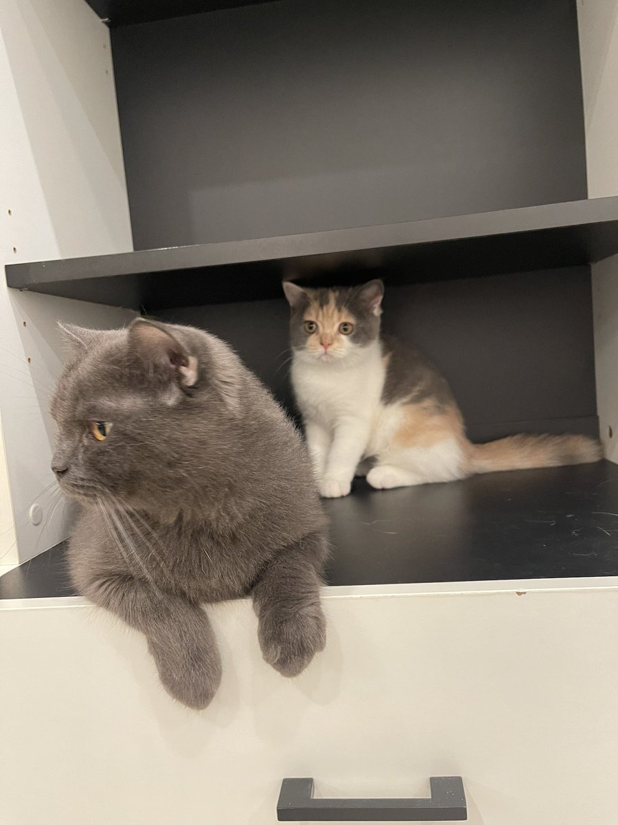 ตัวโตเท่าชั้นคอนโดแล้ว