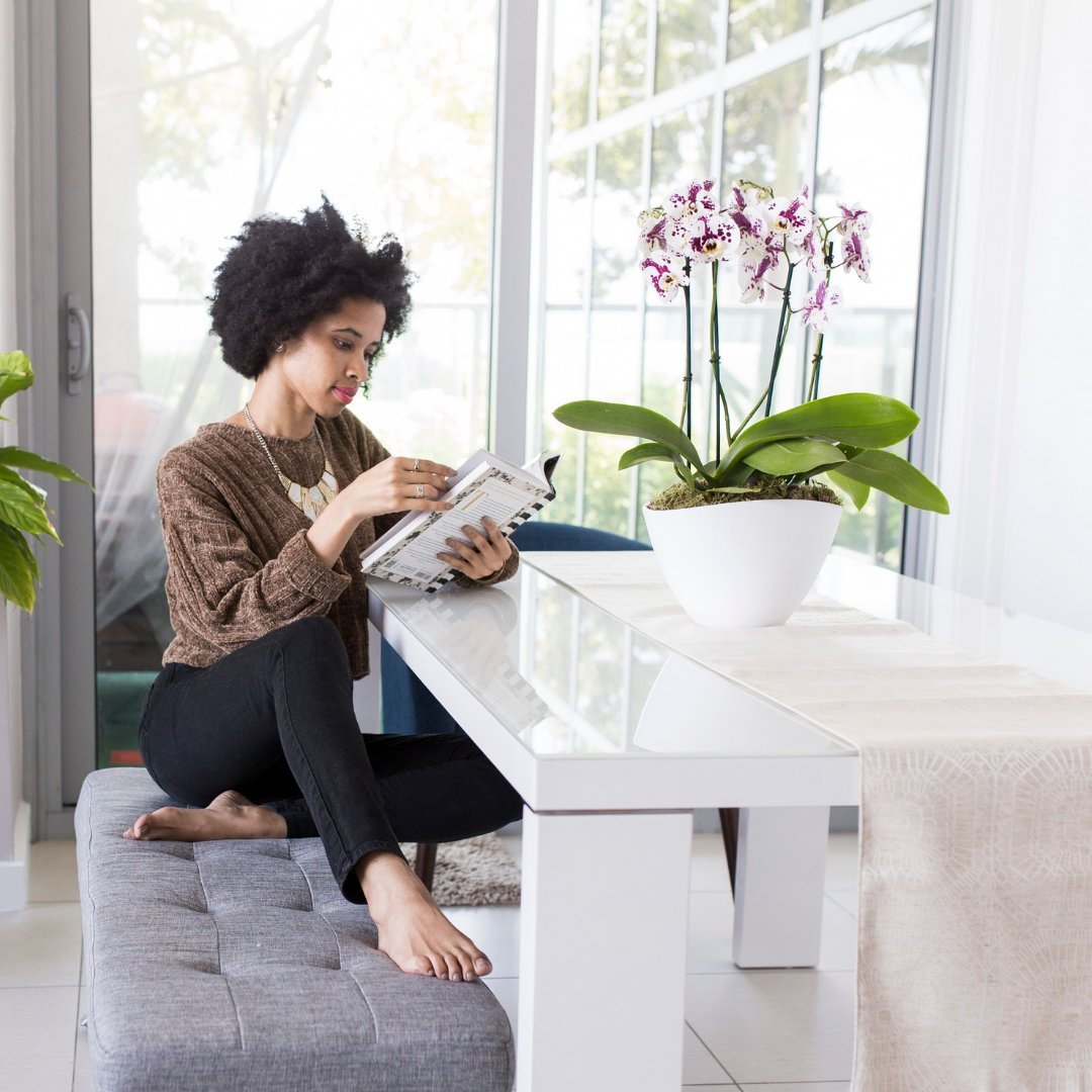 Traditional, Modern, Contemporary, and even Minimalist an orchid will always fit perfectly. 
 #orchidlover #orchidcollection