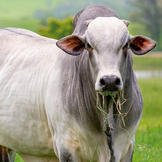 GanaderiayAgro's tweet photo. Mi nueva foto de perfil.
#Ganaderia #Beefmaster #Charolais #Simmental #Angus #Brangus #SantaGertrudis #Hereford #Limousin #Cebu #Brahman #Senepol #Braford #Charbray #Gelbvieh #Indubrasil #BlondAquitaine #Droughtmaster #Nelore #SuizBu #Romagnola #Romosinuano #Salers #Taurindicus https://t.co/SDDU6iYGwn