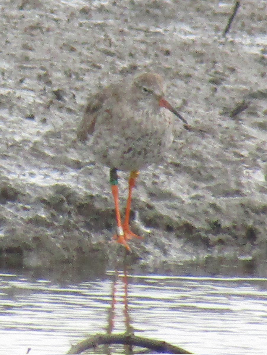 The CR Redshank photographed on 13/7 was ringed as a breeding adult in the Avon Valley on 14/5 this year as part of the @WadersForReal program. This was the first re-sighting since it left in late June after successful breeding. Thanks to @LizzieGrayshon of @GWCT for the info