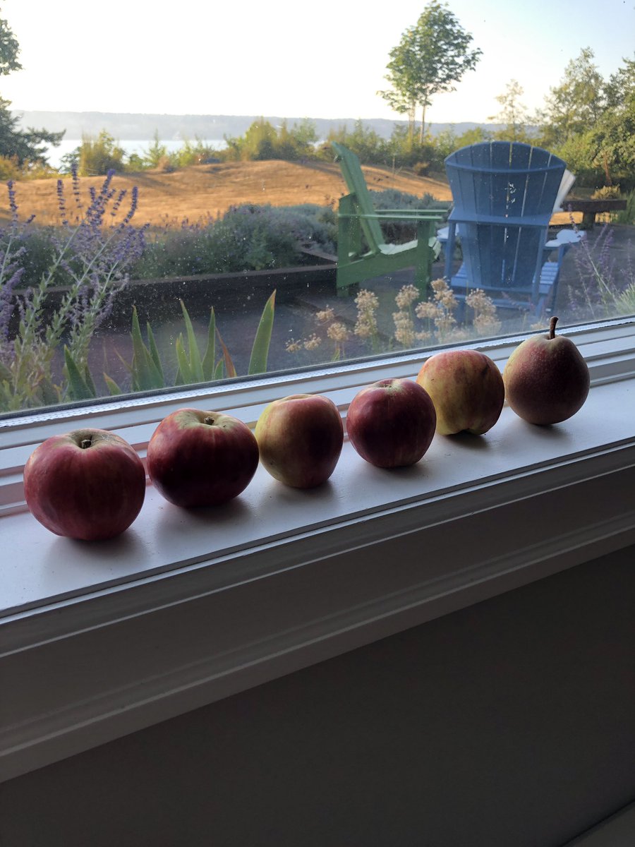 Dr Deborah Harkness (PhD, LHD) tweet media