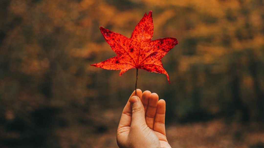 Fall is only a month away! Make your plans now for an autumn getaway in The Natural State. #VisitArkansas #ARAmbassadors arkansas.com/discover-arkan…