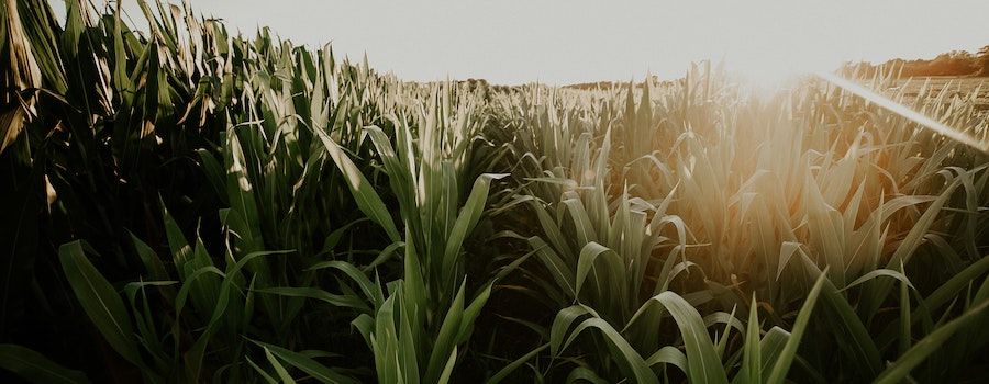 "Is this Heaven?" ... "No... It's Iowa"

buff.ly/3kzhK4P