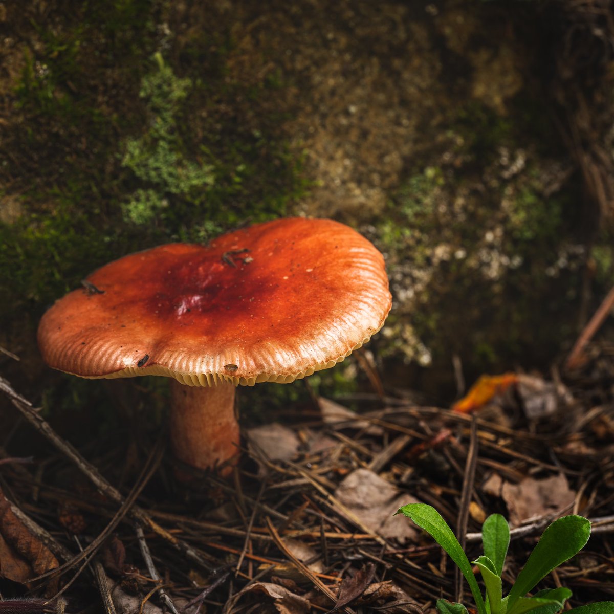 The monsoon rains helped an enormous variety of mushrooms grow in the forests of northern AZ. Great opportunity to bust out the macro lens. #photography #mushrooms #hikingadventures #macrophotography
