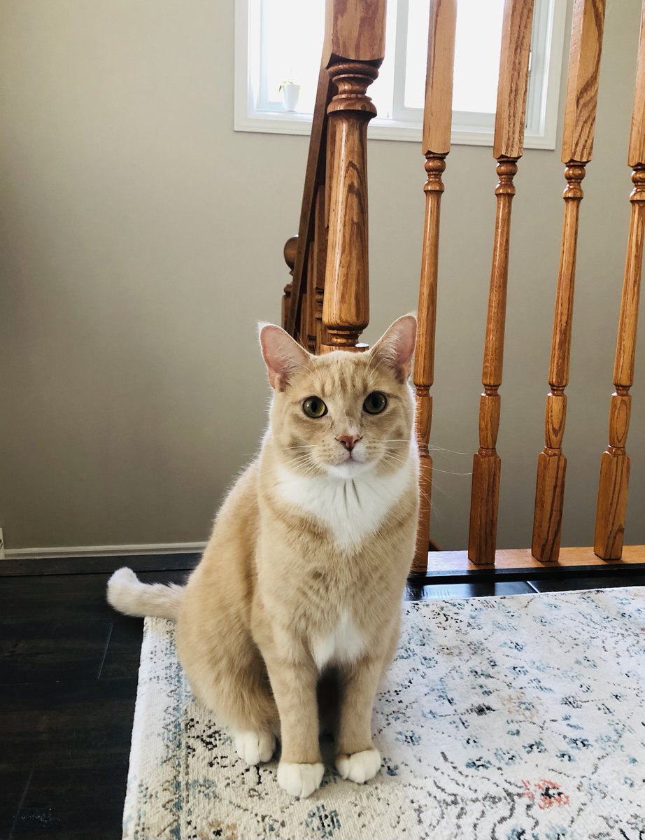 BoxbriteTech's tweet image. This week’s photo theme was pets. Seyma’s cat, Pasha, was adopted about a year ago. “We picked him or maybe he chose us,” she says. “Since he is a big boy and walks like a boss, we gave him this name. It comes from a Turkish name formally meaning a high rank.” #teamchallenge