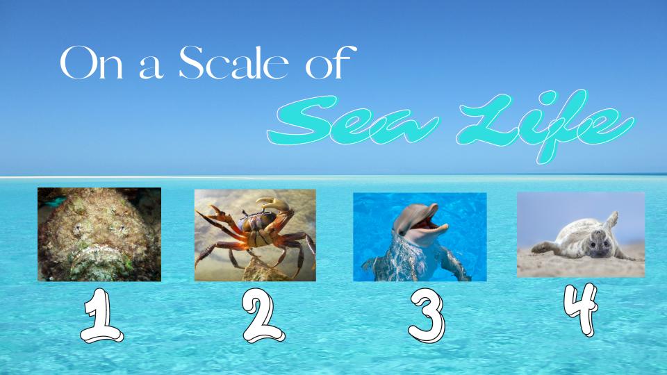 On a Scale of ... Sea Life
fun Make & Take workshop w/ @mrshowell24 @AshleyHalkum @GoldEDULLC #makeandtake @MeganFerne #studentvoice #relationships